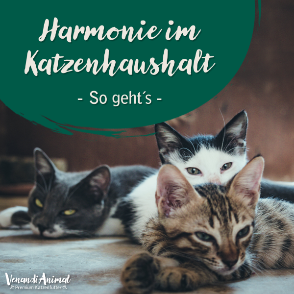 20240916_Harmonie-im-KatzenhaushaltNUJZ7YtElEHtE