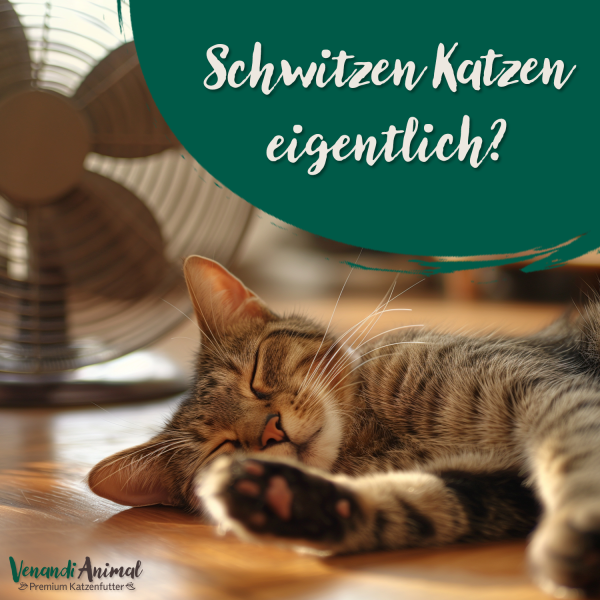 20240708_schwitzen-Katzen