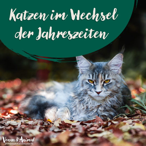 Katzen-im-Jahreszeitenwechsel