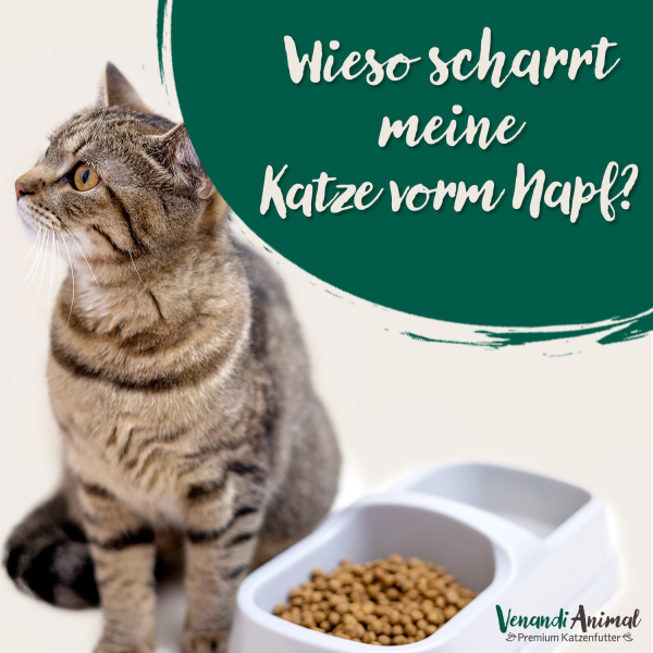 20240602_Katze-scharrt_